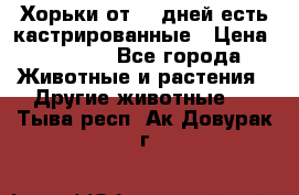   Хорьки от 35 дней есть кастрированные › Цена ­ 2 000 - Все города Животные и растения » Другие животные   . Тыва респ.,Ак-Довурак г.